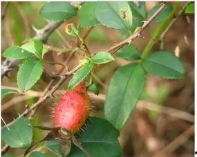 樱子吃瓜记,揭秘娱乐圈幕后风云