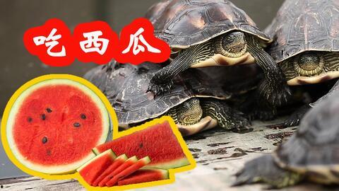 吃瓜的小乌龟,趣味横生的夏日时光