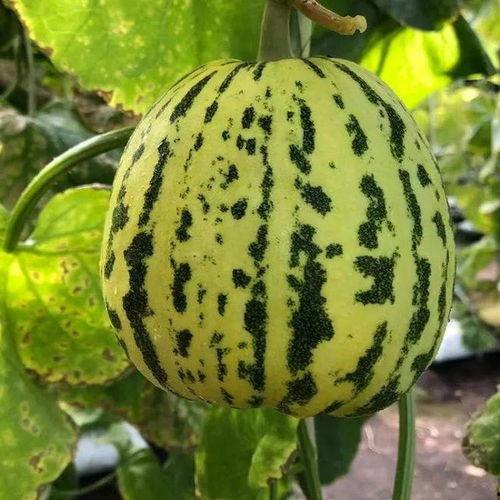 可以吃的瓜种类,探寻各式可食用瓜类的美味之旅