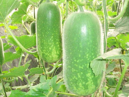 大牛吃瓜视频大全,笑料百出，欢乐无限