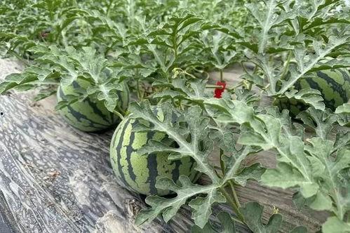 吃瓜就要团购,团购优惠享不停！