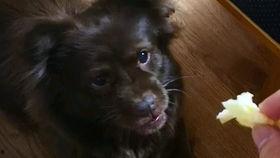 煎饼狗子吃瓜网,揭秘网络热点的趣味解读与深度剖析