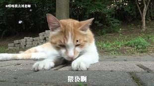 耗子瓜有毒怎么又可吃,耗子瓜的神奇转变揭秘