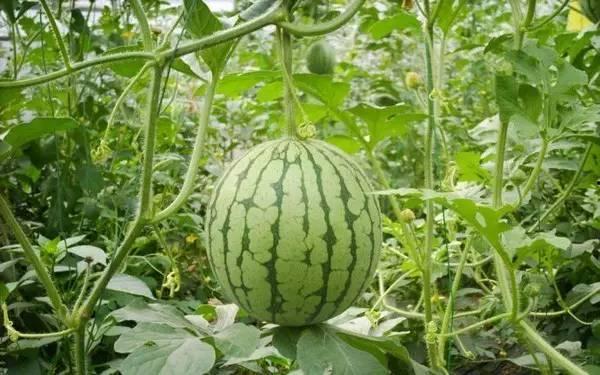 吃瓜的重庆人,麻辣鲜香里的市井生活