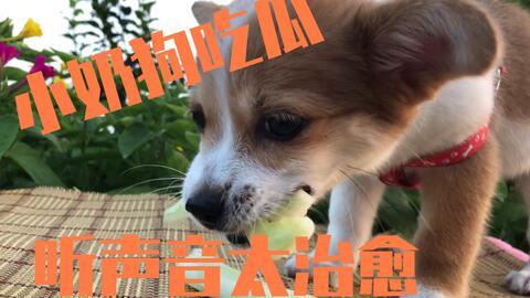 小狗瓜可以吃吗,宠物饮食安全指南