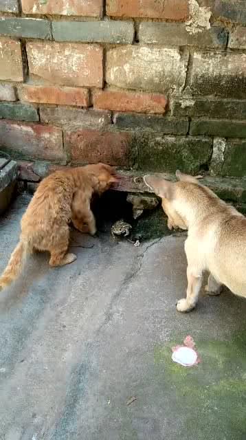 猫和狗哥吃瓜,宠物界的八卦风云