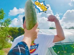 今年最火的瓜吃瓜