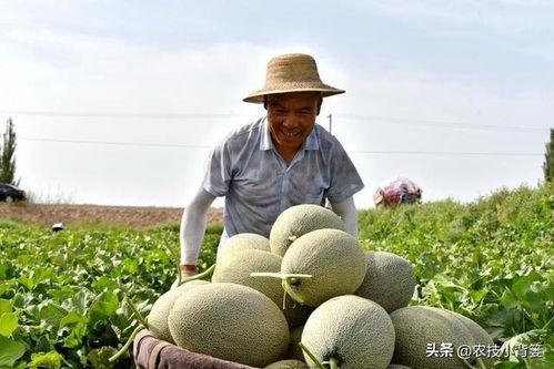 吃瓜发苦,揭秘吃瓜发苦的真相与应对策略