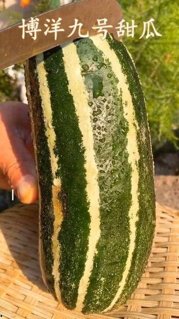 西瓜熟了吃瓜了,尽享西瓜熟透的甘甜时光