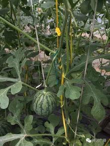 学校大门吃瓜,揭秘校园生活百态