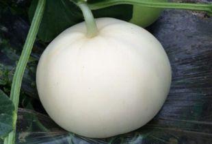 吃梨瓜嘴里长泡,揭秘吃梨瓜嘴泡的秘密