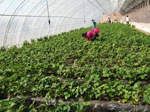 朝阳公园吃瓜行程,一场味蕾与风景的盛宴