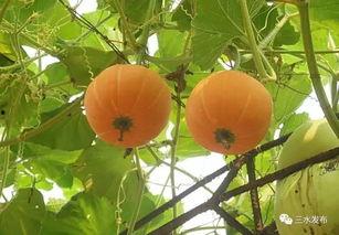 葱葱吃瓜,揭秘娱乐圈那些不为人知的幕后故事