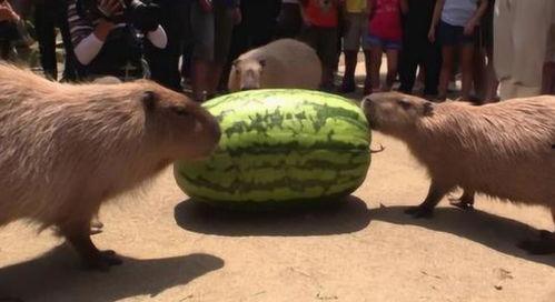 网友吃瓜没帽子,帽子消失之谜，揭秘娱乐圈最新热点