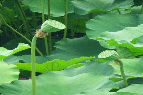 虫子吃瓜,瓜果盛宴中的自然奇观