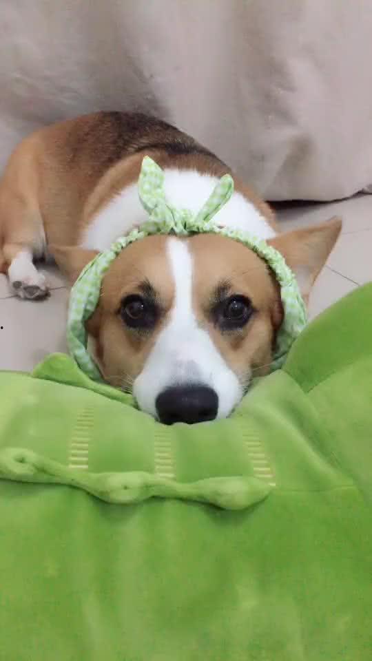 假装吃瓜的故事,一场假装吃瓜的奇幻之旅