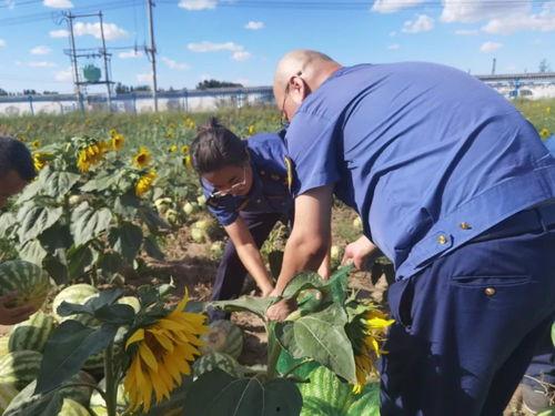 内蒙古乌海吃瓜,尽享夏日美味