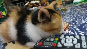 梦见吃肉吃鸡瓜,肉香鸡鸣，瓜果飘香，探寻梦境中的美食之旅