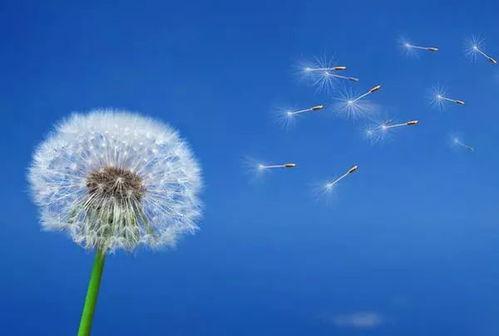 蒲公英吃瓜,探索瓜果世界的奇妙之旅