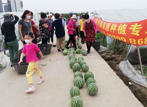 暑假吃瓜比赛,吃瓜大赛，谁是瓜王？