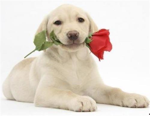 狗可以吃梨瓜,梨瓜，狗狗的新宠