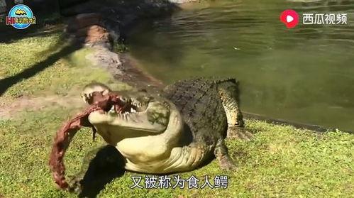 黎明吃蛤蟆瓜视频,趣味横生视频引网友热议