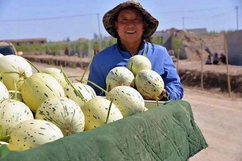 甘肃瓜州在哪吃瓜,探寻甘肃瓜州的最佳吃瓜胜地