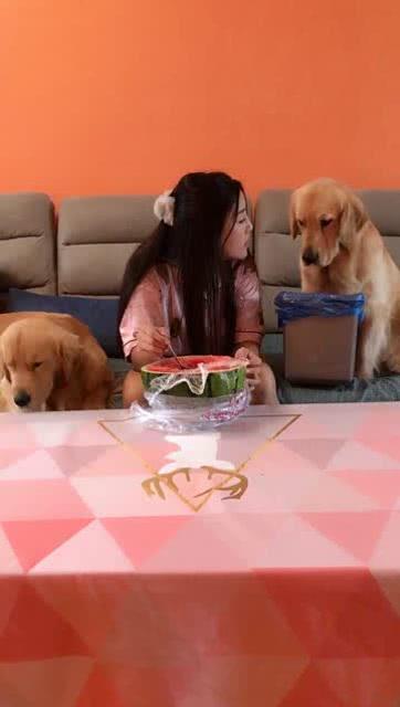 美女吃狗狗的瓜,美女与狗狗的禁忌之瓜