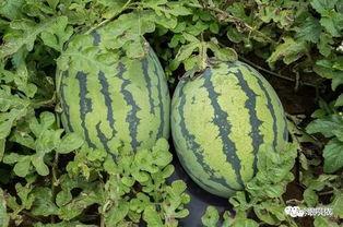 荷甜吃瓜,揭秘网红美食背后的故事