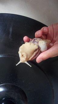 蜗牛吃酥瓜吗,酥瓜会成为它们的餐桌佳肴吗？