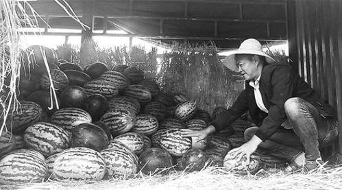 惠安吃瓜群众事件