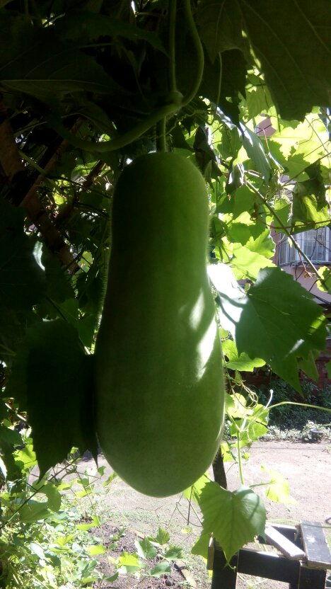 飞专业吃瓜人士,揭秘娱乐圈幕后真相