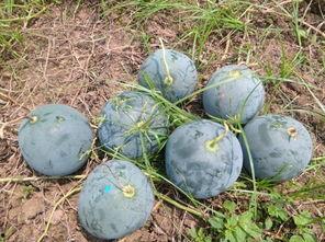 察雅县吃瓜,探寻当地特色美食之旅