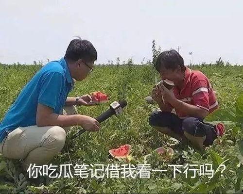 吃瓜的沙雕,欢乐与笑料并存