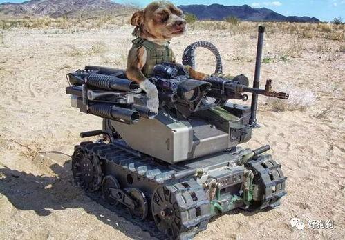 刨土机器人吃瓜