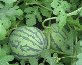 瓜椒孕妇可以吃吗,安全与营养两不误