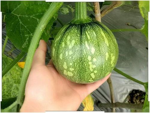 吃瓜江苏话,方言里的生活百态