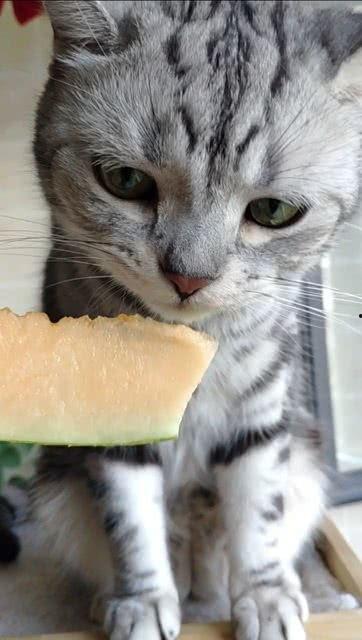 猫咪吃瓜的原因,猫咪为何对吃瓜情有独钟？揭秘猫咪吃瓜背后的秘密