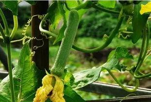 皇帝吃瓜叶,宫廷饮食文化的独特魅力